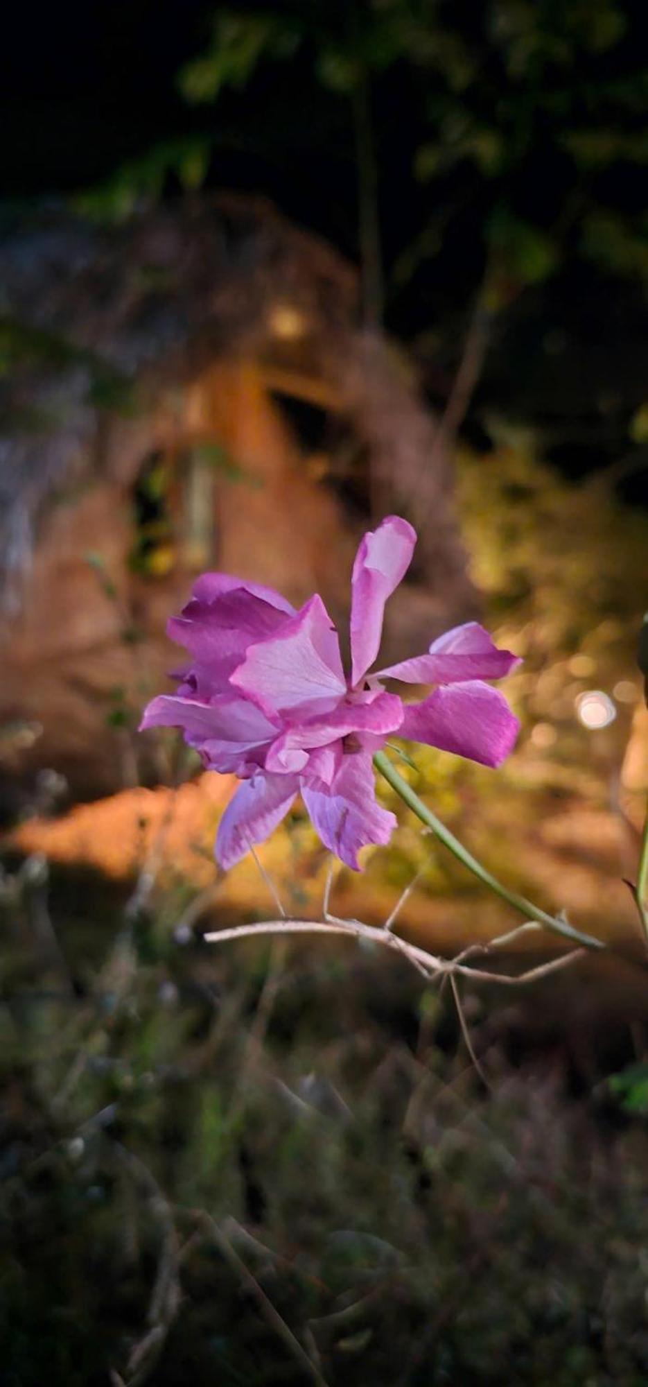 Vuon Nha Cui Homestay Dalat Eksteriør bilde